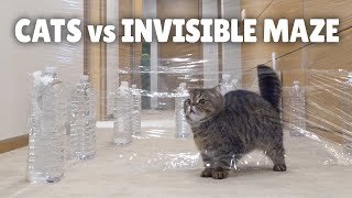 Gatos en un laberinto transparente