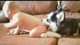 Perros graciosos