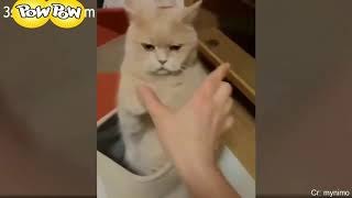 Gatos divertidos