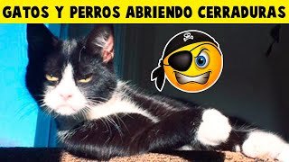 Gatos y perros abriendo cerraduras