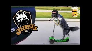 Animales increíbles