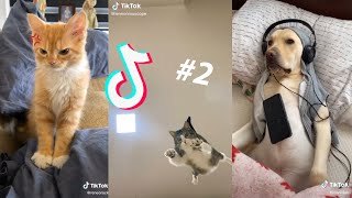 Tik tok de gatos y perros