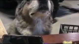 Perro escuchando salsa