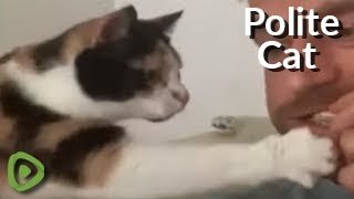 El gato más educado del mundo
