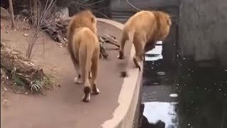 Caídas graciosas de animales