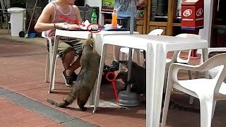 Mascotas y su comida