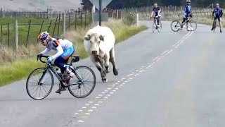 Momentos de risa con animales divertidos