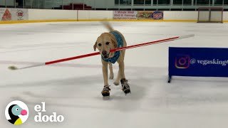 Perro jugador de hockey