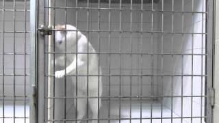 Malvavisco, El Gato escapista