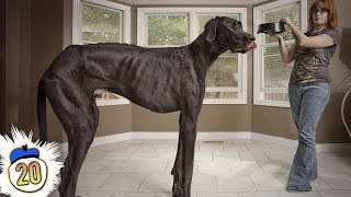 20 animales enormes en su especie 
