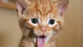 Vídeos de risa de animales chistosos - Perros, gatos y mas