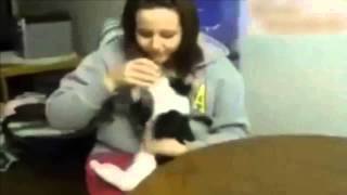 Los Gatos Mas Graciosos de Internet Gatos Chistosos