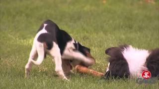 Perro de peluche ataca a perros reales