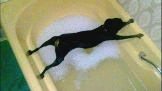 A los perros no les gusta bañarse