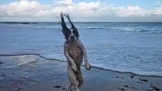Perros - Fotos en el momento exacto.