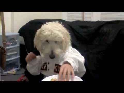 Perro comiendo en la mesa