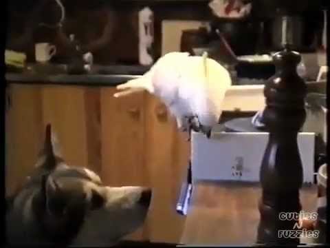 Perico le da de comer a un perro