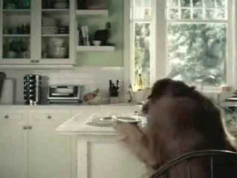 Perro listo culpa al gato