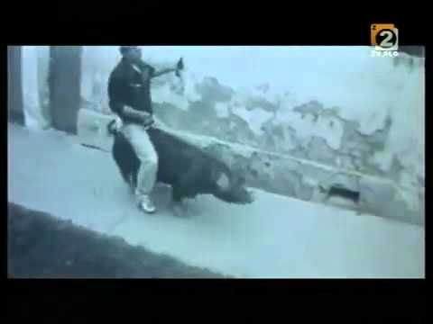 Hombre borracho montando al cerdo