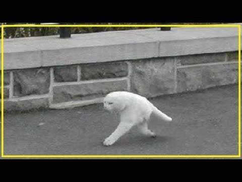 50 imágenes curiosas