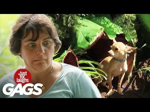 Chiguagua devorado por planta carnívora 