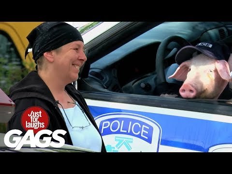 Policia cerdo