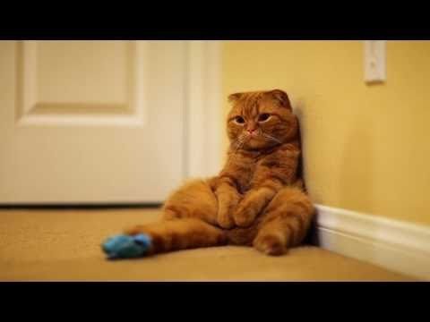 Un dia en la vida de un gato