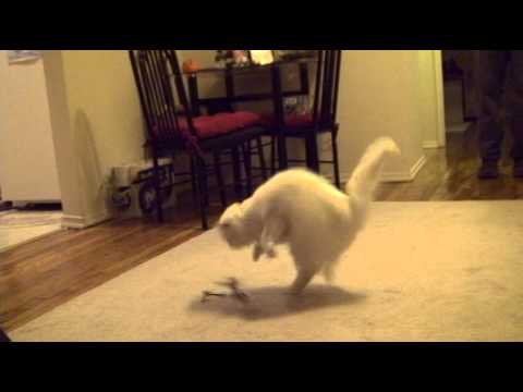 Persiguiendo al helicóptero