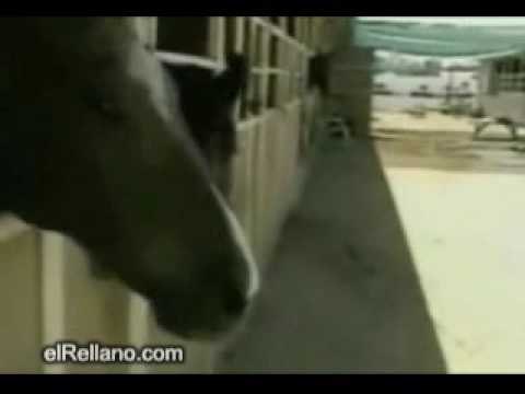 Caballo bromista