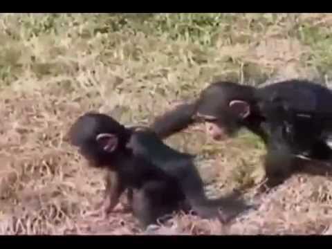 Animales graciosos