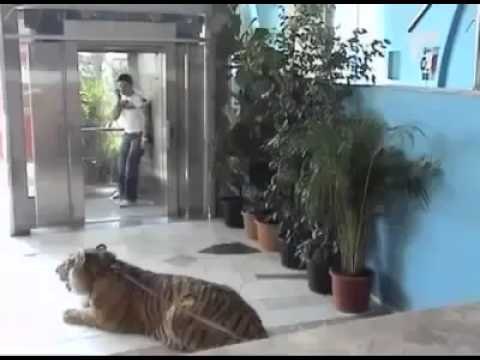Broma pesada con tigre