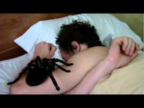 Susto con araña