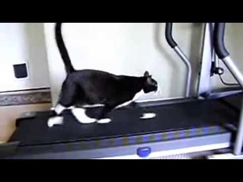 Divertidas situaciones con lindos gatos 
