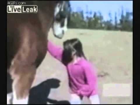 Graciosa colección de videos de animales 