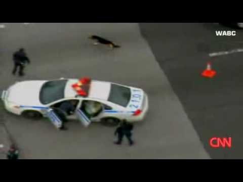 Perro cuida a otro perro luego de un accidente