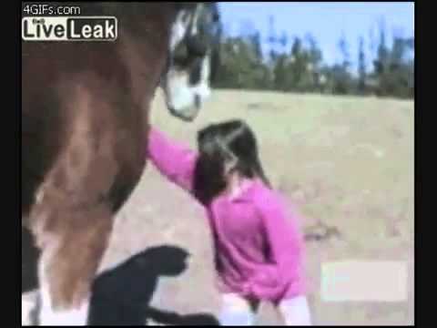 Caídas graciosas de animales